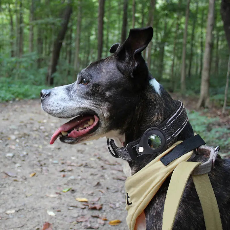 GeoPet - Le collier de chien anti-perte synthemetric