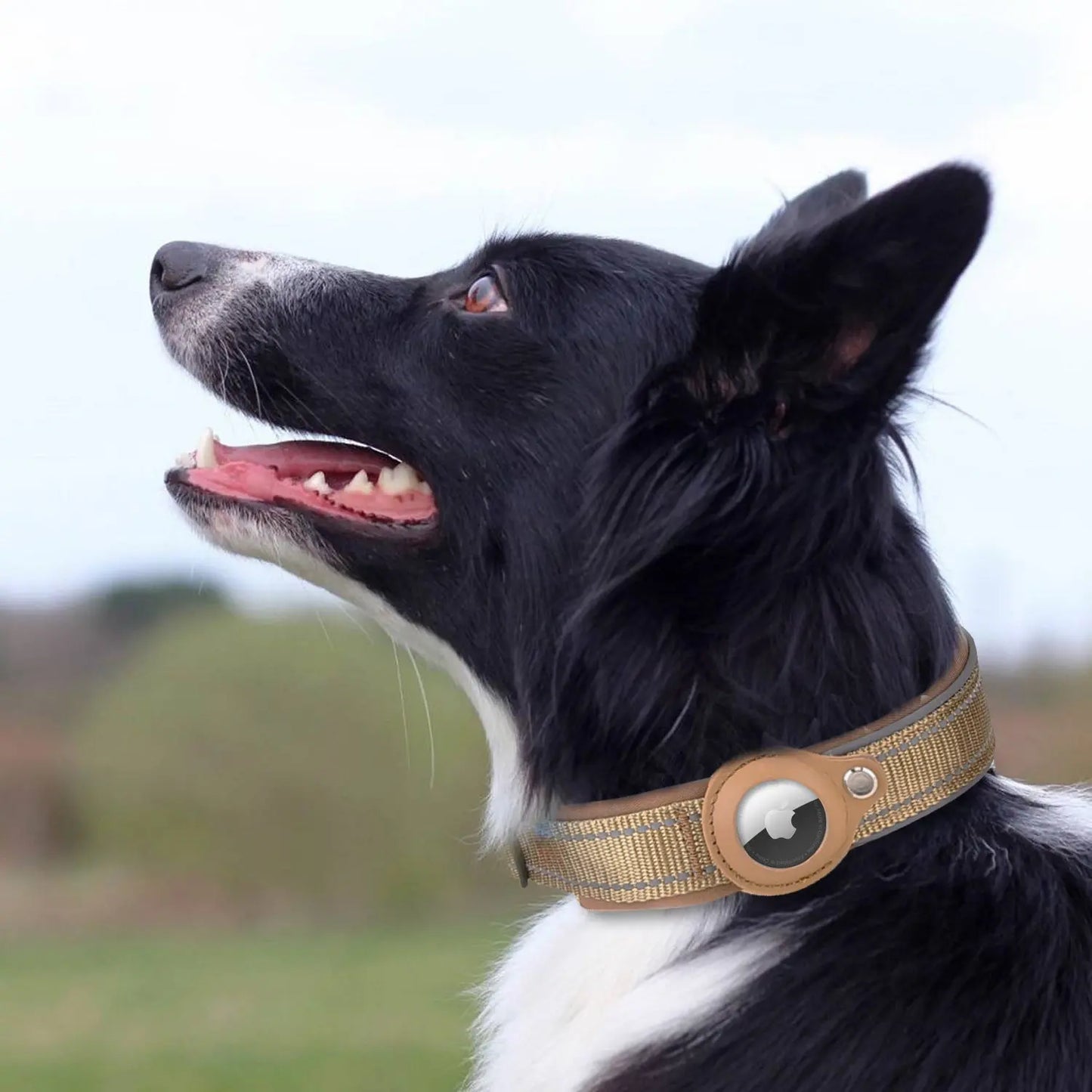 GeoPet - Le collier de chien anti-perte synthemetric